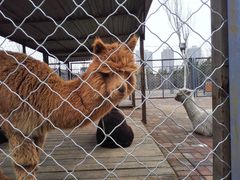 -长白岛森林公园