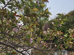 -石家庄市植物园