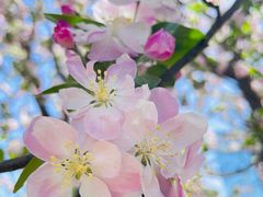 -海棠花溪(元大都城垣遗址公园)