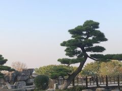-中国唐苑