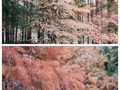 -上海共青森林公园