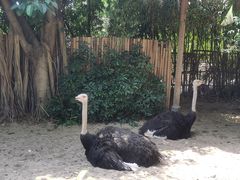 -广州长隆飞鸟乐园