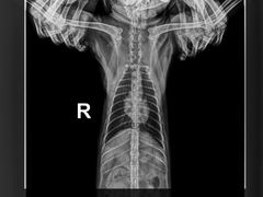 -关爱宠物医院·猫科中心·消化科(滨湖万达分院)