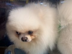 -FAELING PETS美天灵宠物(富力广场店)
