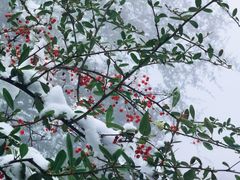 -武陵山森林公园