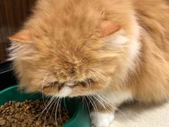 -藏猫猫咖啡主题馆(中央大道店)