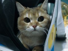-伟伟宠物医院·CT影像中心·瑞派犬猫综合性门诊(汉口总院)
