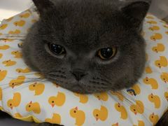 -拜鲁耶动物诊疗中心·宠家动物医院