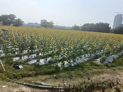 -光明小镇欢乐田园