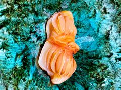 赤贝手握-鮨青(恒基名人购物中心店)