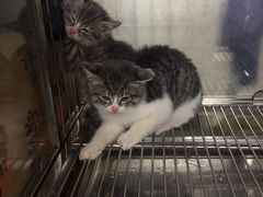 -酷狗靓猫宠物·洗护·美容·寄养(航北路店)