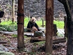 -都江堰中华大熊猫苑