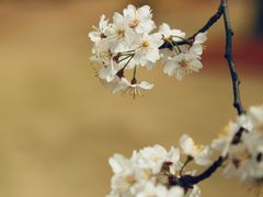 -顾村公园