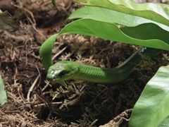 -绿色星球动物主题公园