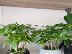 -万卉源鲜花店(百尚生活广场店)