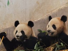 -中国大熊猫保护研究中心雅安碧峰峡基地