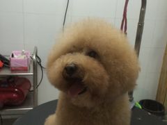 -佳雯宠物医院(四明中路分院)