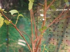 -上海大自然野生昆虫馆(东方明珠·爬宠昆虫探索中心)