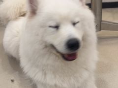 -共舞时光猫咖·狗咖(新街口店)