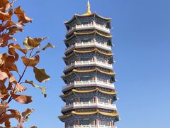 -金塔沙漠胡杨林景区