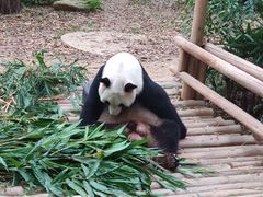 -深圳野生动物园