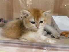 -爪爪喵星球·猫舍(卓悦中心店)