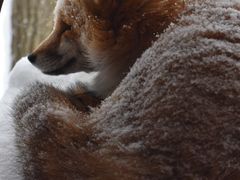 -宫城藏王狐狸村