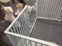-有喵·猫咖·狗咖·30几只猫10只小狗(岗厦店)