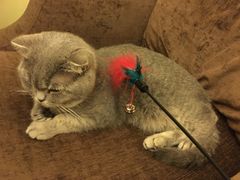 -猫色咖啡·猫咖