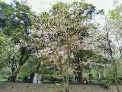 -武汉大学-樱园