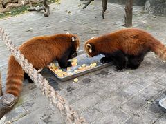 -常州淹城野生动物世界