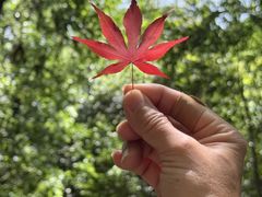 -杭州半山国家森林公园