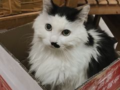 -彩虹桥宠物火化殡葬善终服务(金乐大厦店)