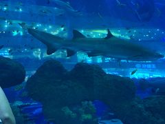 -成都浩海立方海洋公园