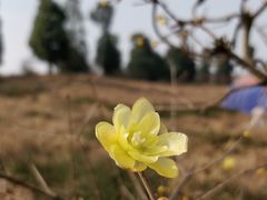 -秀丽东方