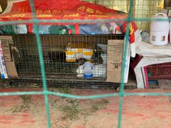 -小鱼草莓采摘园农家乐·小鱼餐厅
