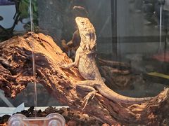 -中国宋庆龄青少年科技文化交流中心