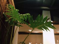 -柴务处·柴犬主题狗咖