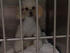 -暖阳宠物医院·犬猫康复中心·骨科