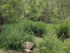 -碓臼峪自然风景区