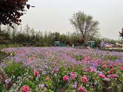 -荷兰花海