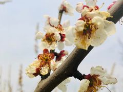 -香雪海
