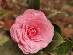 -石家庄市植物园