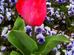 -同济大学(嘉定校区)