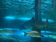 -悉尼海洋生物水族馆