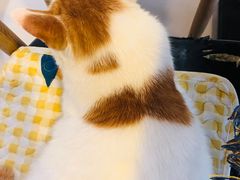 -平行世界·猫咖(首经贸店)