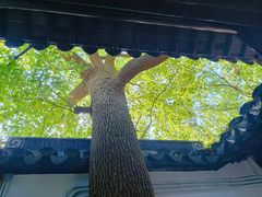 -苏州文庙(姑苏区)