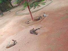 -深圳野生动物园