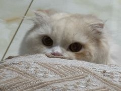 -马小毛老上海里脊肉(南翔印象城店)