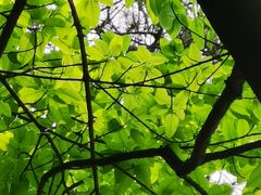 -铁山坪森林公园